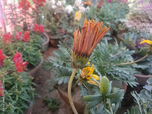 flower in the garden