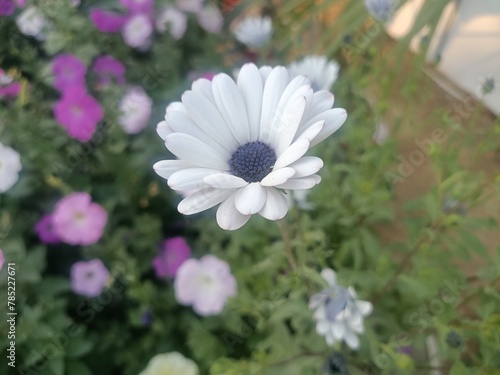 white daisies in a garden