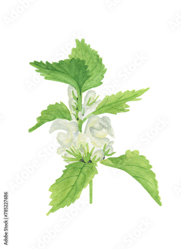 Lamium album in watercolor on a white background. Medicinal meadow herb