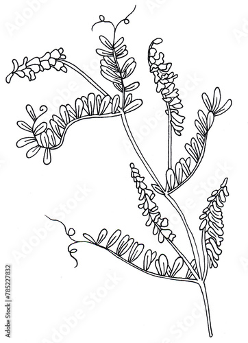 Mouse peas hand drawn in doodle style. Vector decorative branch of meadow plant for wedding invitations. Vicia cracca sketch. photo