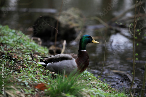 duck on the water