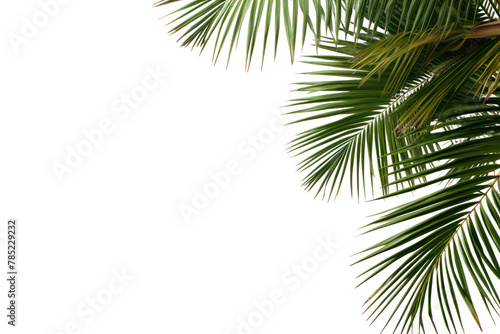 PNG  Palm tree frame backgrounds outdoors nature. AI generated Image by rawpixel.