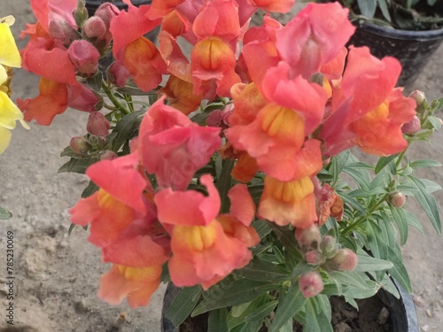 red and yellow tulips