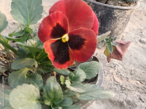 red and yellow flower