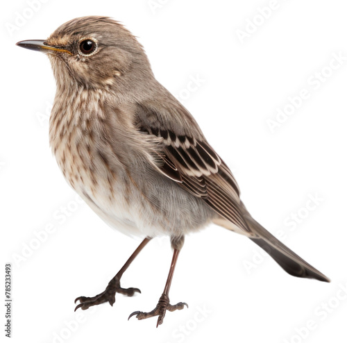 PNG Bird sparrow animal white background.  © Rawpixel.com