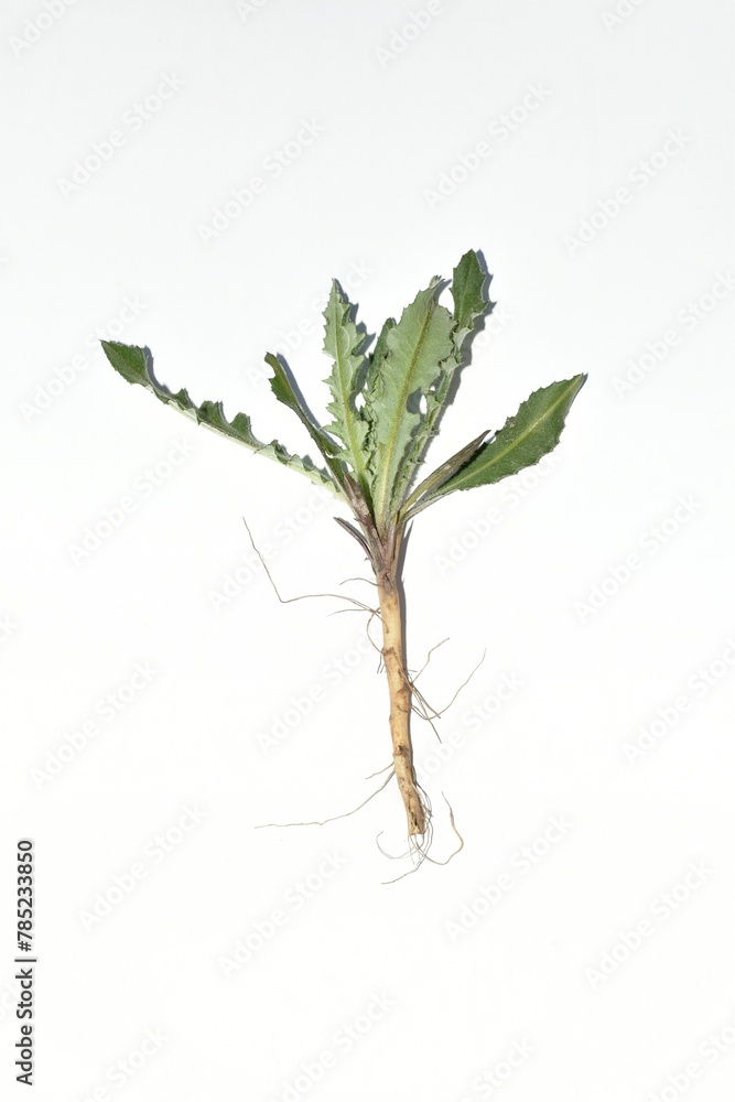 Spiny leaves of thistle plant its stem, leaves and root system on a white background. Spiny leaves of thistle plant its stem, leaves and root system on a white background.