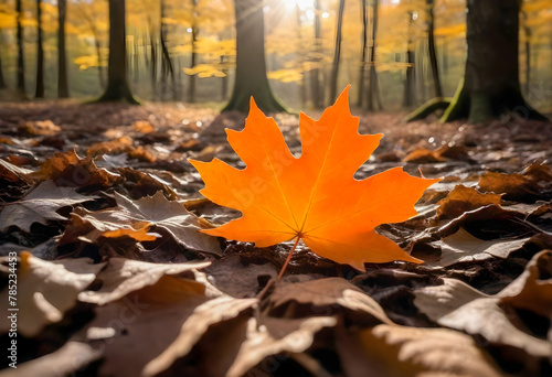 Golden Autumn Maple Leaf Glowing in Sunlight on Forest Floor with Fallen Leaves  Fall Season Scenery
