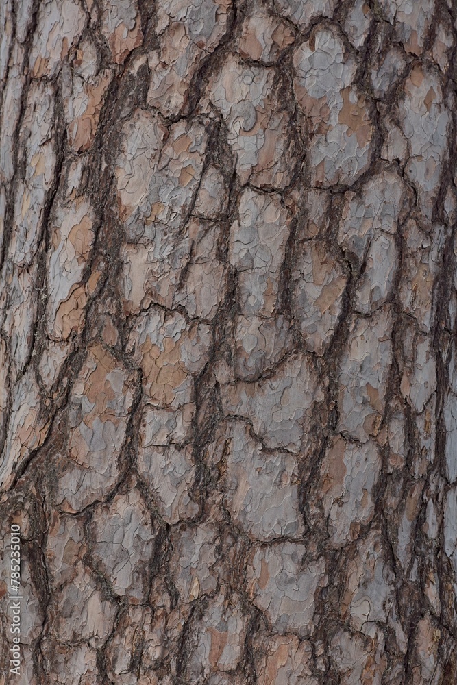 Closeup of thick bark of a trunk of an old pine tree. Closeup of thick bark of a trunk of an old pine tree.