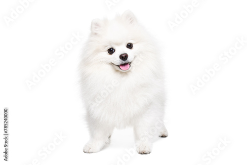 Cute Pomeranian Spitz standing isolated on white background
