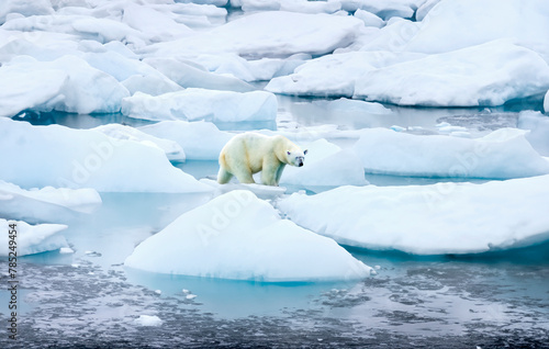 Eisbär auf einer Eisscholle