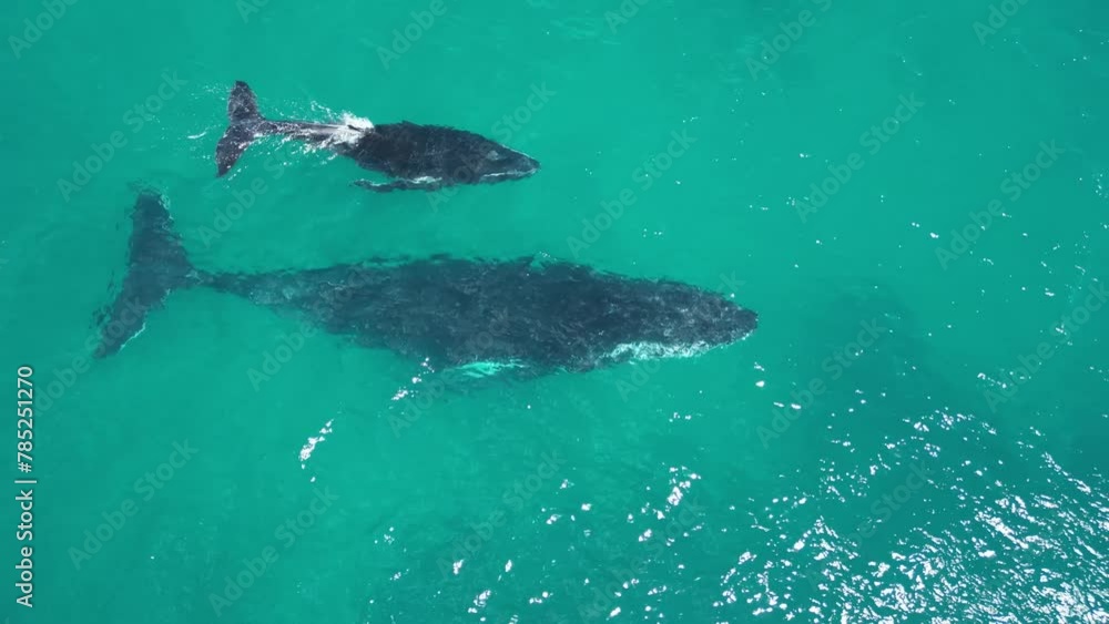 Humpback whale mother and baby swimming in transparent ocean waters ...
