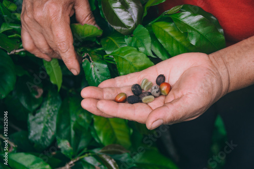 Farmer's hands holding coffee seeds and berries on a plantation. photo