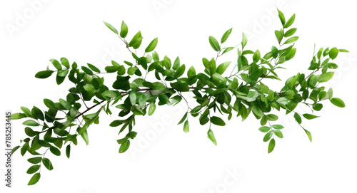PNG Plant herbs leaf freshness
