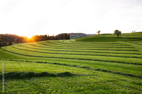 Mown grass in farmers' fields in southern Germany haymaking, landscape at sunset