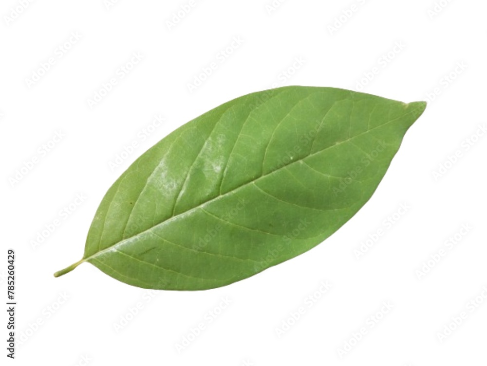 Obraz premium Green leaf isolated on white background.