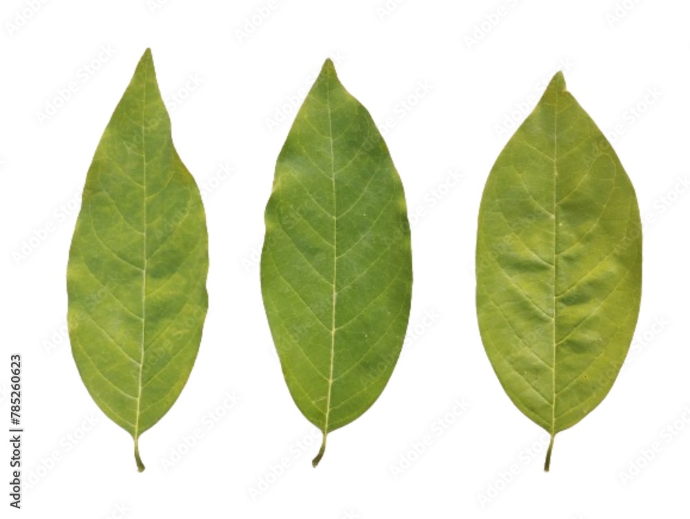 Green leaves isolated on white background. Custard apple leaves arranged in a row. Green leaves isolated on white background. Custard apple leaves arranged in a row.