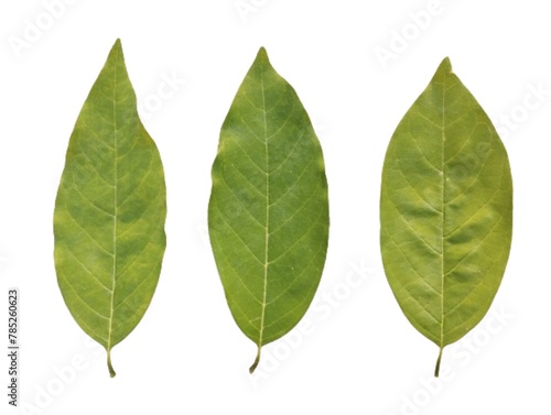 Green leaves isolated on white background. Custard apple leaves arranged in a row.