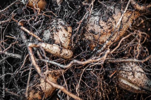 Fresh healthy yacon tubers or roots are harvested