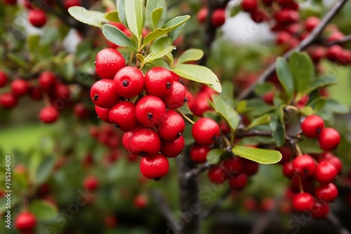 Bearberrys hanging from a tree branch in the Bearberry orchard