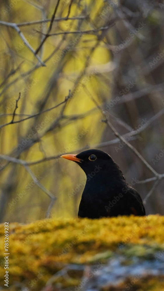 blackbird on the ground - obrazy, fototapety, plakaty 