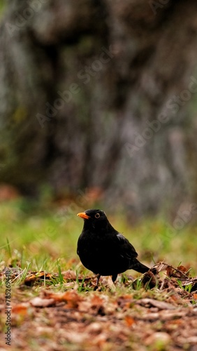blackbird in the wood