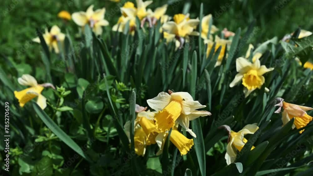 Video of yellow flower in the wind, horizontal, flowers, yellow Video of yellow flower in the wind, horizontal, flowers, yellow