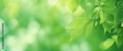 Light green shiny summer leaves abstract motion design