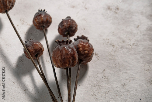 Photography bunch of opium poppies on white background, high addictive illegal plants