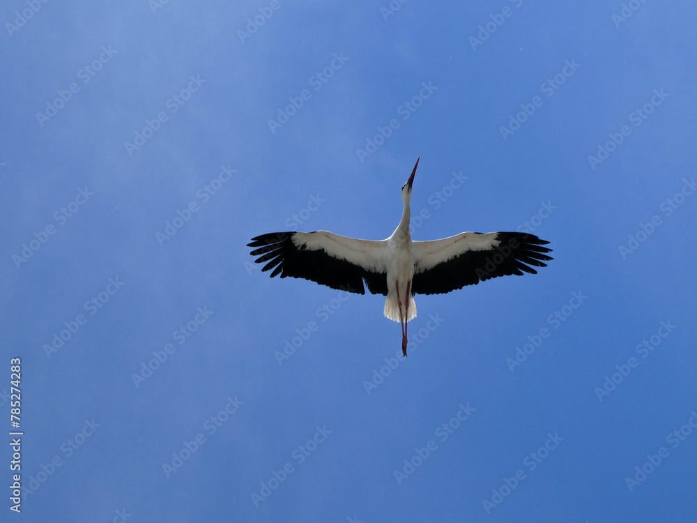 White stork flying with spread open wings on the blue y sky