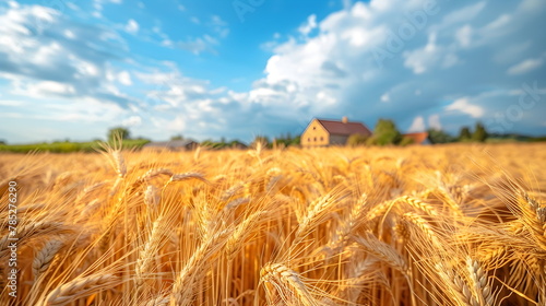 Wheat field, harvest. farm house and wheat field.