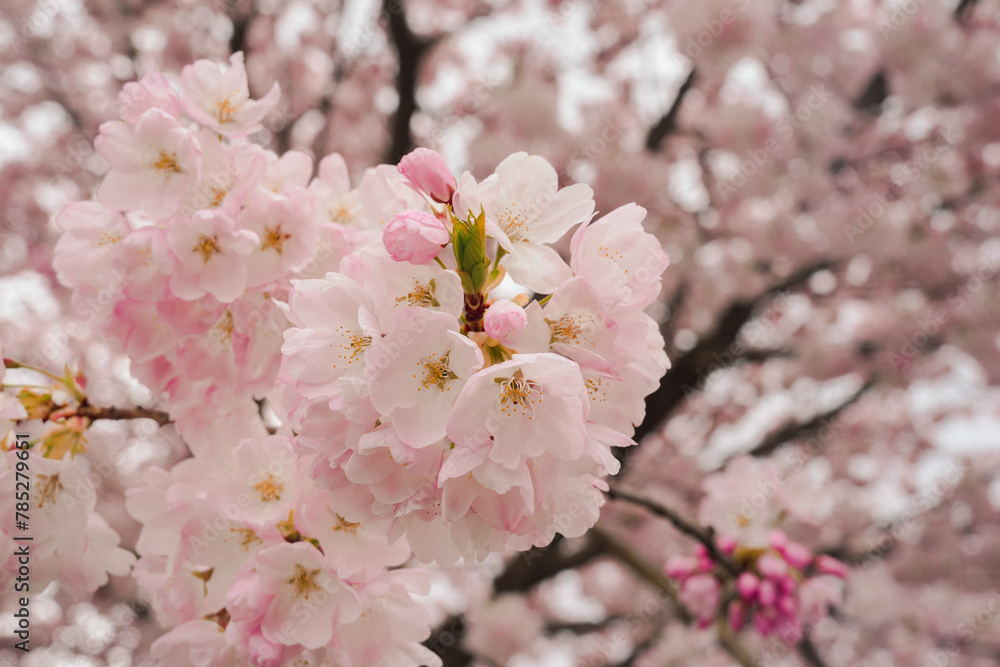 attractive and beautiful cherry blossom season in the spring of Canada, university of british colombia attractive and beautiful cherry blossom season in the spring of Canada, university of british colombia