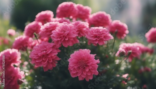 Pink flowers close up. Bouquet of red flowers. City flower beds  a beautiful and well-groomed garden