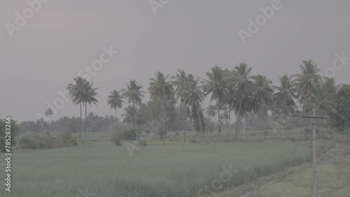 Coconut Trees in Green Farm Slog Footage