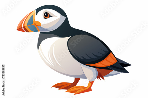 puffin vector illustration on white background
