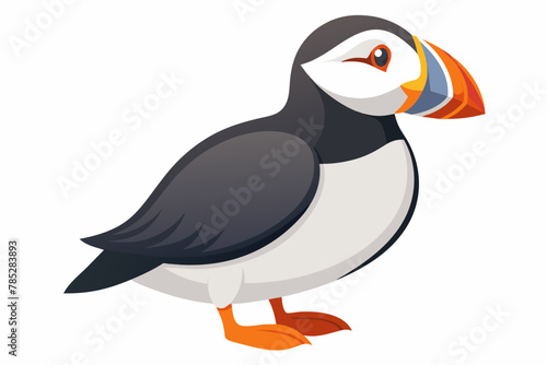 puffin vector illustration on white background