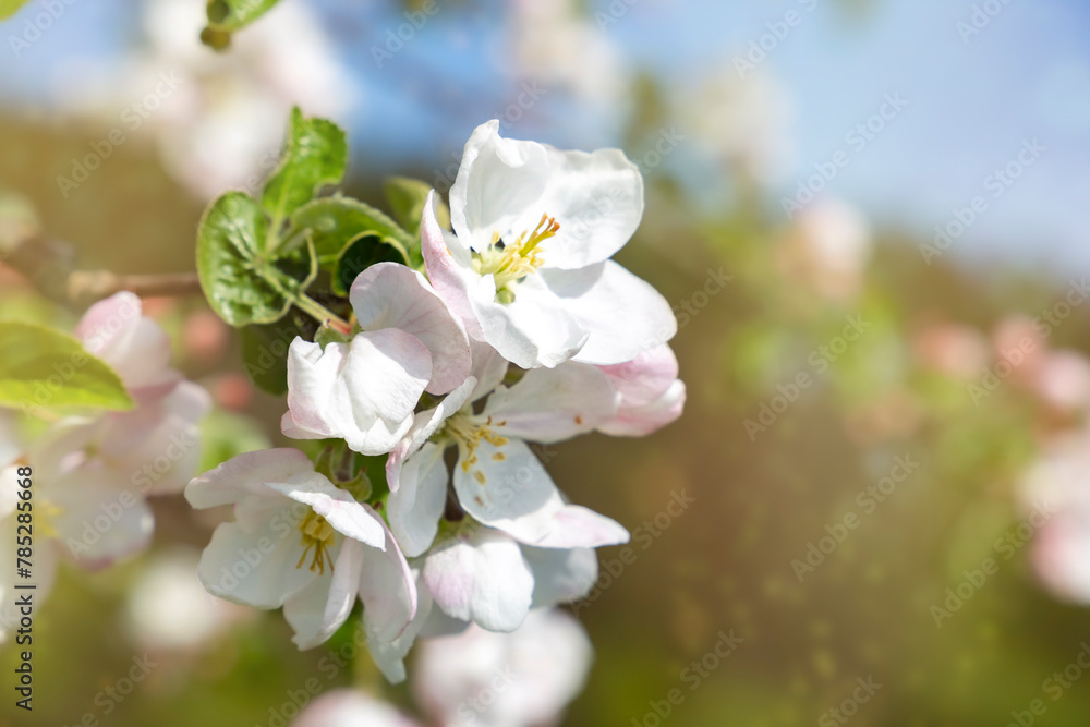 White apple blossom flowers on tree in springtime White apple blossom flowers on tree in springtime