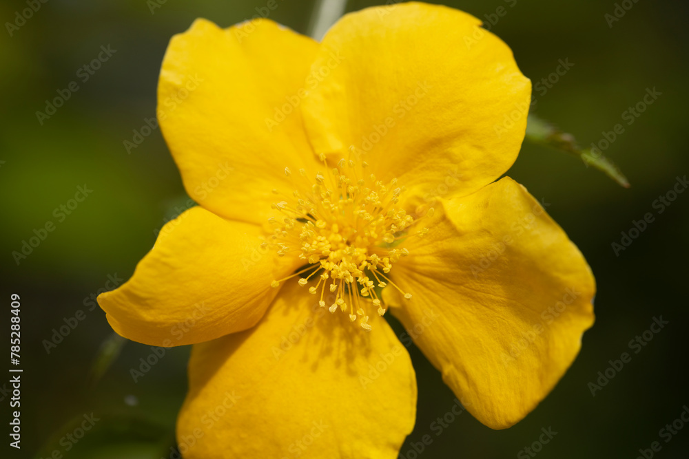 ヤマブキの花 ヤマブキの花