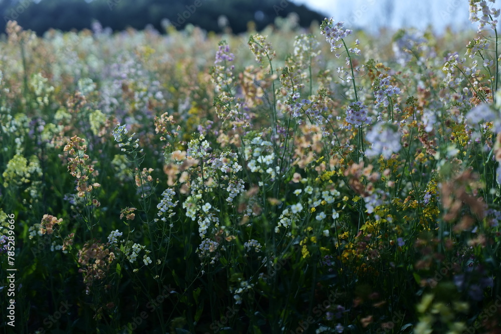 Fototapeta premium Romantic flower sea, rapeseed flowers, blue sky, yellow flowers, natural landscape, outdoor wedding, outdoor activities, meditation place，pink flowers,spring green,colorful