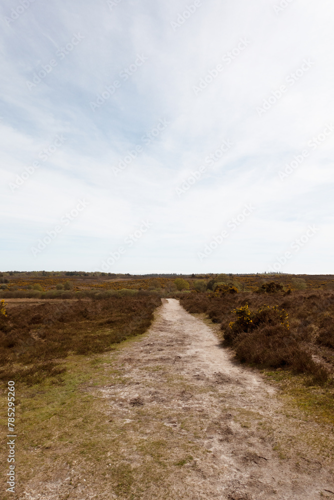 Walking Through The New Forest Countryside in the UK on a Woodland Path With Wild Horses