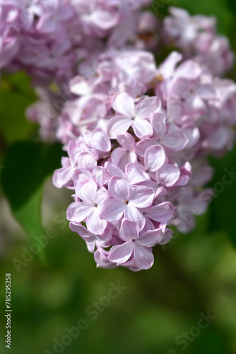 Lilac Esther Staley flowers photo