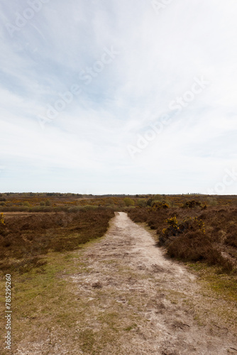 Walking Through The New Forest Countryside in the UK on a Woodland Path With Wild Horses