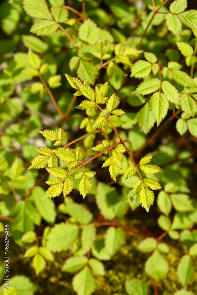 Chinese astilbe leaves Chinese astilbe leaves