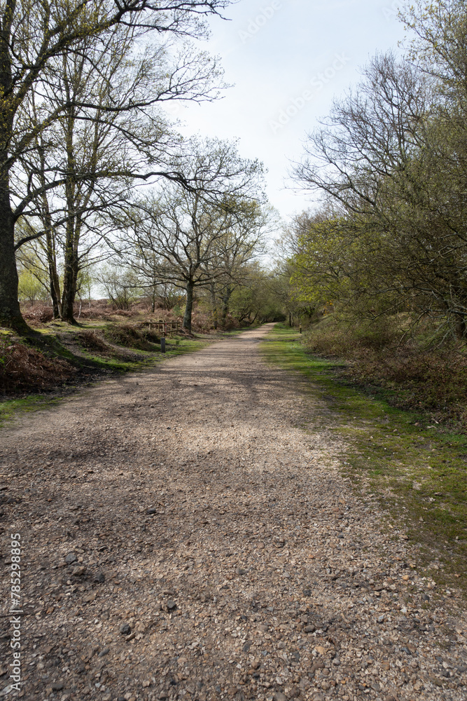 Walking Through The New Forest Countryside in the UK on a Woodland Path With Wild Horses Walking Through The New Forest Countryside in the UK on a Woodland Path With Wild Horses