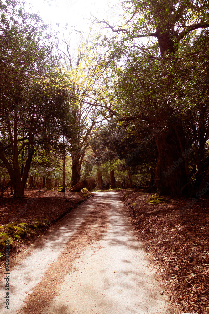Obraz premium Walking Through The New Forest Countryside in the UK on a Woodland Path With Wild Horses
