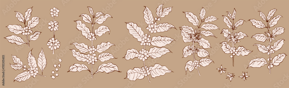 Fototapeta premium Sketch of coffee branches in ink on a brown background. Drawing of a twig with leaves and berries. Coffee beans 