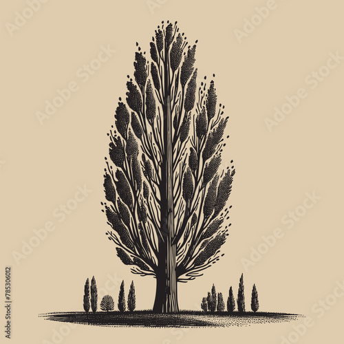 Poplar tree. Old vintage engraving illustration. Hand drawn outline graphic. Logo, emblem, icon. Isolated object, cut out. black and white	