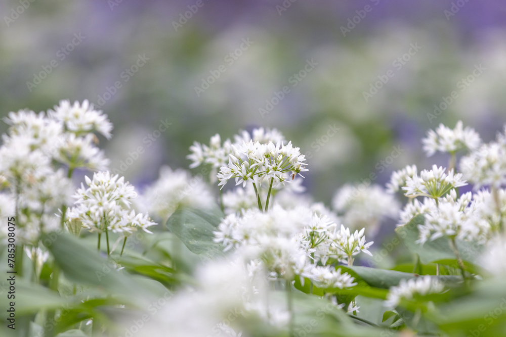 A close up of wild garlic flowers blooming in woodland, with defocused bluebells behind A close up of wild garlic flowers blooming in woodland, with defocused bluebells behind