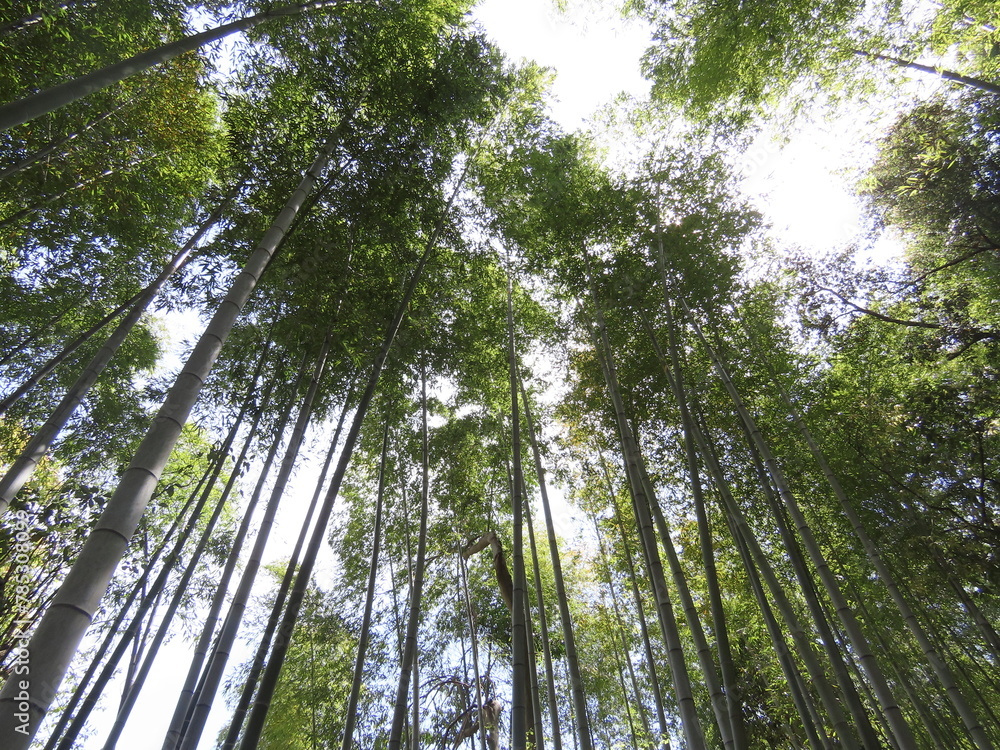 Obraz premium 空に伸びる竹林