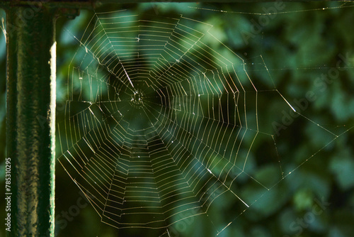 Sparkling spider web in the morning sunshine