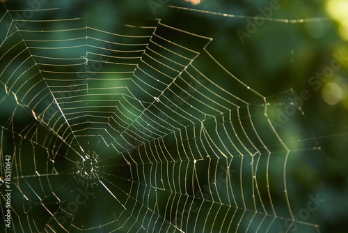 Sparkling spider web in the morning sunshine